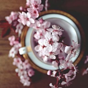 recharge bougie - fleur de cerisier - lille