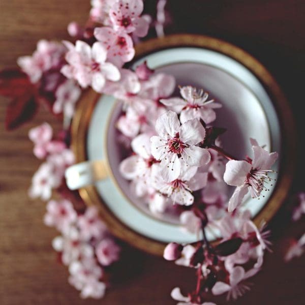 recharge bougie - fleur de cerisier - lille
