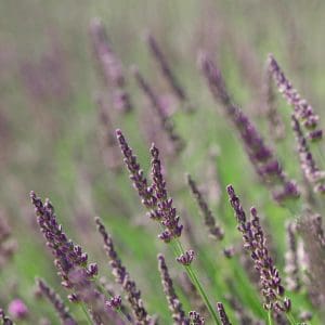recharge bougie - patchouli - lille