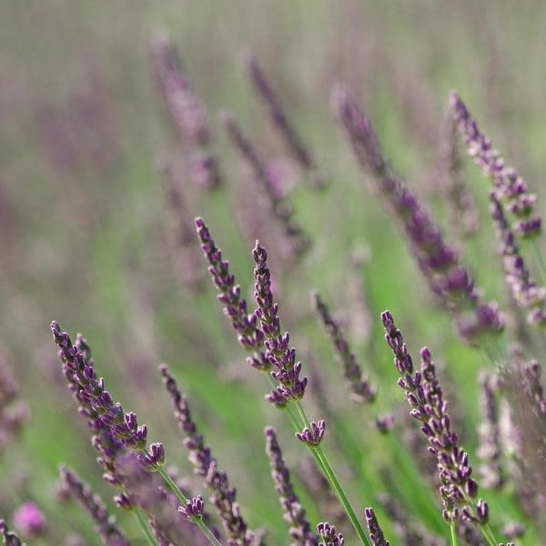 recharge bougie - patchouli - lille